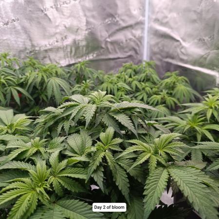 Hindu Kush 2026 - Sensi Seeds