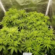 Hindu Kush 2026 - Sensi Seeds