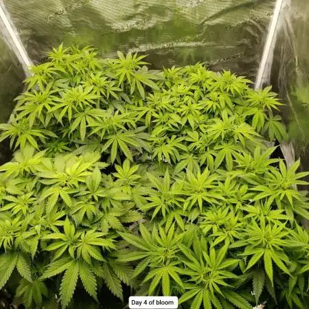 Hindu Kush 2026 - Sensi Seeds