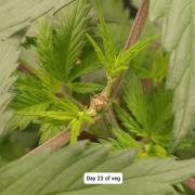 Hindu Kush 2026 - Sensi Seeds