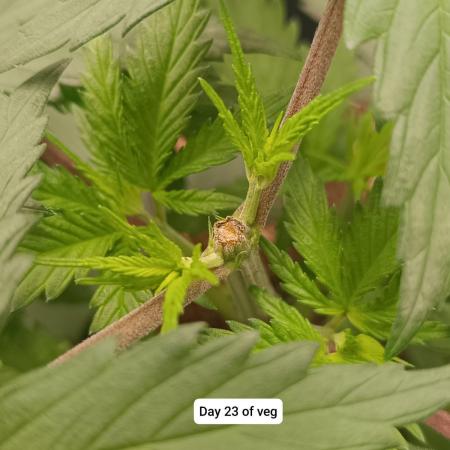 Hindu Kush 2026 - Sensi Seeds