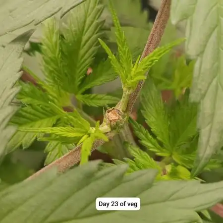 Hindu Kush 2026 - Sensi Seeds