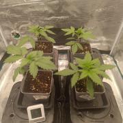 Hindu Kush 2026 - Sensi Seeds