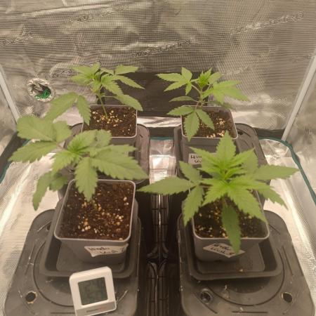 Hindu Kush 2026 - Sensi Seeds
