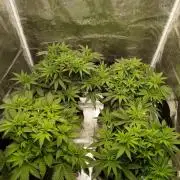 Hindu Kush 2026 - Sensi Seeds