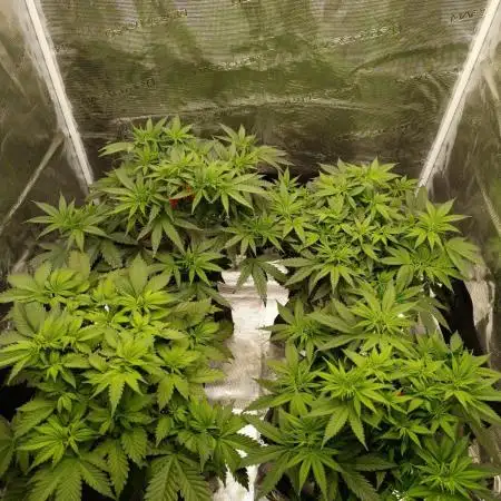 Hindu Kush 2026 - Sensi Seeds