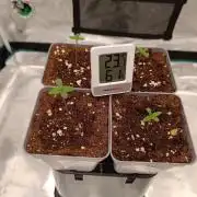 Hindu Kush 2026 - Sensi Seeds