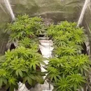 Hindu Kush 2026 - Sensi Seeds