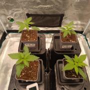 Hindu Kush 2026 - Sensi Seeds