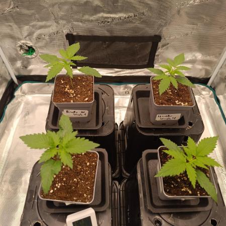 Hindu Kush 2026 - Sensi Seeds