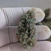 Epsilon, orion, purplematic cbd