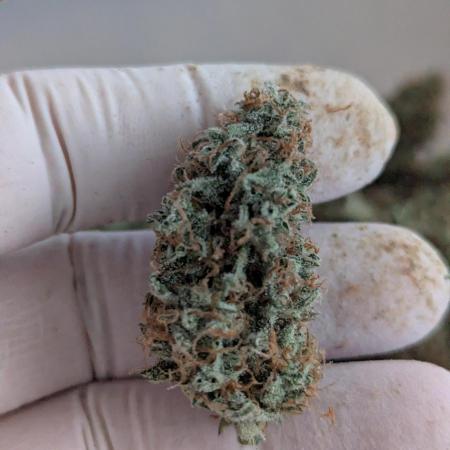 Epsilon, orion, purplematic cbd