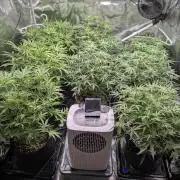 Epsilon, orion, purplematic cbd