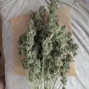 Epsilon, orion, purplematic cbd