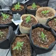 Epsilon, orion, purplematic cbd