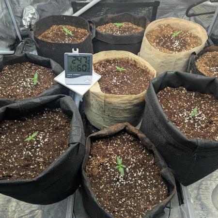 Epsilon, orion, purplematic cbd