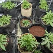 Epsilon, orion, purplematic cbd