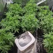 Epsilon, orion, purplematic cbd