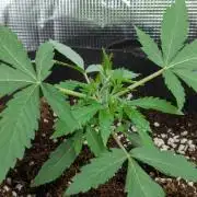 Epsilon, orion, purplematic cbd