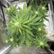 Papaya cookies auto