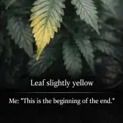 Memes