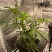 THC-EndGame von GreenDream