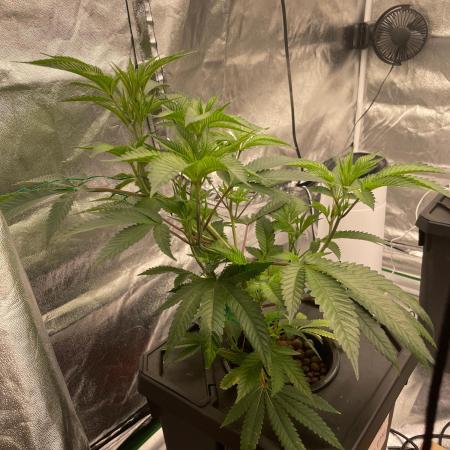 THC-EndGame von GreenDream