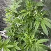 THC-EndGame von GreenDream