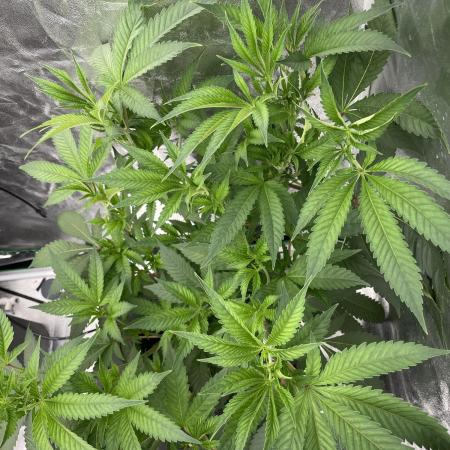 THC-EndGame von GreenDream