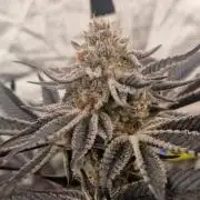 THC-EndGame von GreenDream