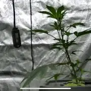 THC-EndGame von GreenDream