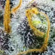 THC-EndGame von GreenDream