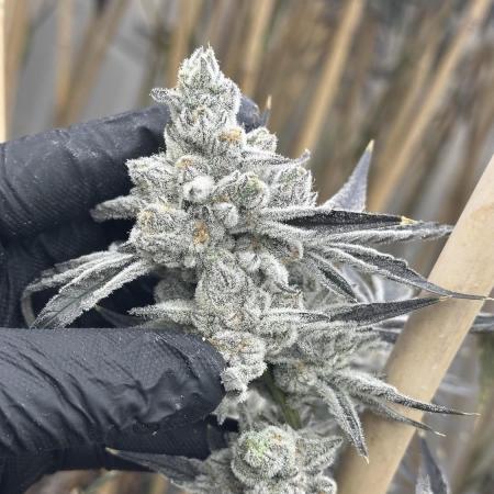 BerryBoom von GreenDream