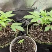 Gelato & Cheese Auto. - 135w