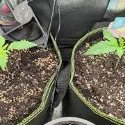 Gelato & Critic. Cheese Automatic - 135w