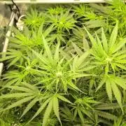 White Monster - 100w - Livegrow @twitch