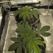 Gelato & Cheese Auto. - Ucl Run