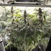 White Monster - 135w - @twitch