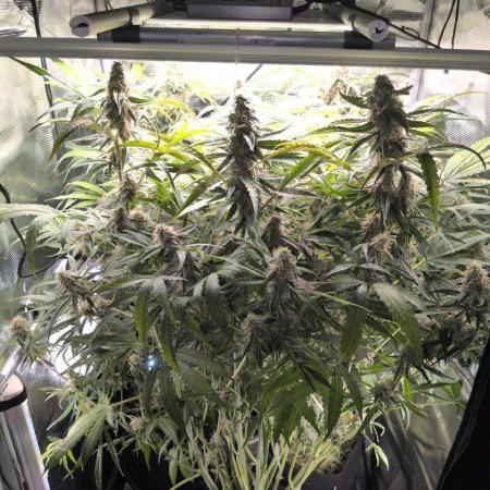 White Monster - 135w - @twitch