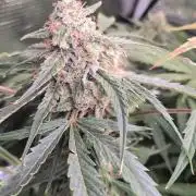 White Monster - 135w - @twitch