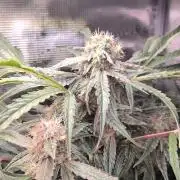 White Monster - 135w - @twitch