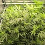 White Monster - 100w - Livegrow @twitch