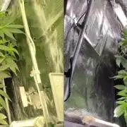 White Monster - 100w - Livegrow @twitch