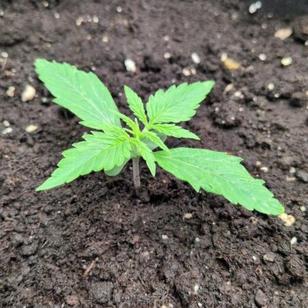 White Monster Auto. Zamnesia 70x70 100w