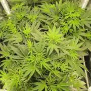 White Monster - 100w - Livegrow @twitch