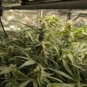 White Monster - 100w - Livegrow @twitch