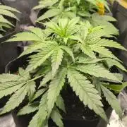 White Monster Auto. Zamnesia 70x70 100w