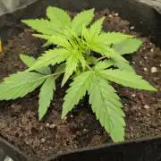 White Monster Auto. Zamnesia 70x70 100w