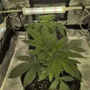 Gelato & Cheese Auto. - Ucl Run