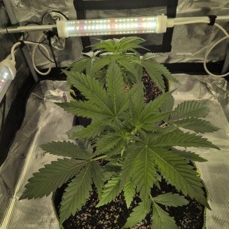 Gelato & Lemon Cherry Gelato